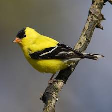 Attēlu rezultāti vaicājumam “Carduelis spinus”