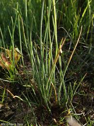 Attēlu rezultāti vaicājumam “Triglochin palustre fruit”