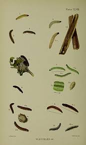 Attēlu rezultāti vaicājumam “Ortholepis betulae”