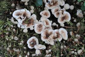 Attēlu rezultāti vaicājumam “Phellodon melaleucus”