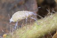 Attēlu rezultāti vaicājumam “Thecabius affinis”