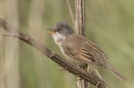 Attēlu rezultāti vaicājumam “Sylvia communis”