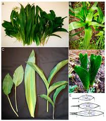 Attēlu rezultāti vaicājumam “Cnidium dubium leaf”