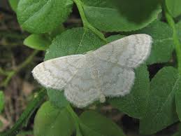 Attēlu rezultāti vaicājumam “Scopula floslactata”