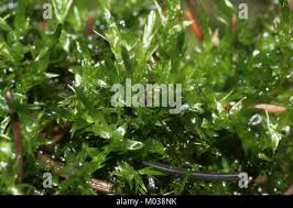 Attēlu rezultāti vaicājumam “Calliergon cordifolium”