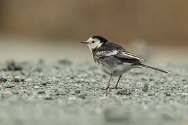 Attēlu rezultāti vaicājumam “Motacilla alba”