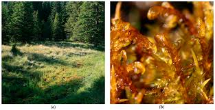 Attēlu rezultāti vaicājumam “Hamatocaulis vernicosus”