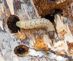 Attēlu rezultāti vaicājumam “Scardia boletella”