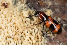 Attēlu rezultāti vaicājumam “Erotylidae”