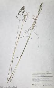 Attēlu rezultāti vaicājumam “Poa angustifolia”