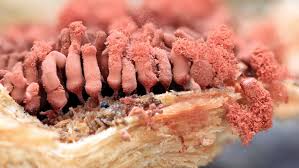 Attēlu rezultāti vaicājumam “Heterotrichia oerstedii (syn. Arcyria oerstedii) young”