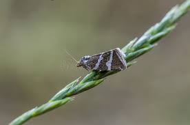 Attēlu rezultāti vaicājumam “Deltote bankiana”