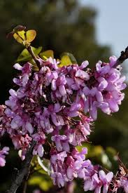 Attēlu rezultāti vaicājumam “Cercis siliquastrum”