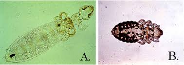 Attēlu rezultāti vaicājumam “Licea pygmaea sessile”