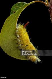 Attēlu rezultāti vaicājumam “Calliteara pudibunda”