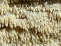 Attēlu rezultāti vaicājumam “Hyphodontia barba-jovis”