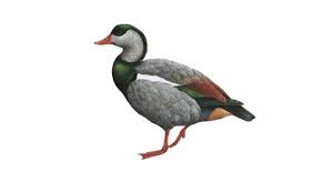 Attēlu rezultāti vaicājumam “Tadorna tadorna male”