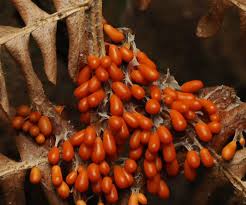 Attēlu rezultāti vaicājumam “Craterium leucocephalum macro”