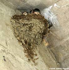 Attēlu rezultāti vaicājumam “Hirundo rustica nest”