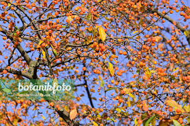 Attēlu rezultāti vaicājumam “Malus x zumi”