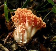 Attēlu rezultāti vaicājumam “Ramaria formosa”