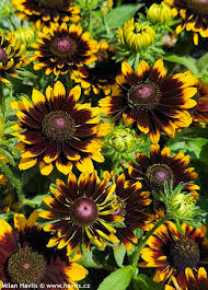 Image result for Rudbeckia Paradisio