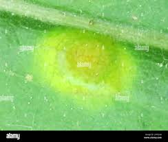 Attēlu rezultāti vaicājumam “Pucciniales”