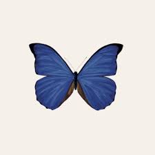 Attēlu rezultāti vaicājumam “Lepidoptera”