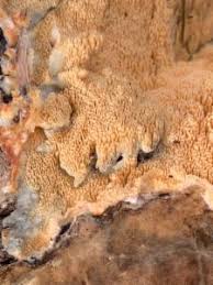 Attēlu rezultāti vaicājumam “Steccherinum fimbriatum”