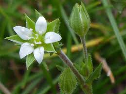 Attēlu rezultāti vaicājumam “Arenaria serpyllifolia flower”