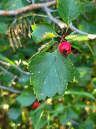 Attēlu rezultāti vaicājumam “Crataegus chrysocarpa”