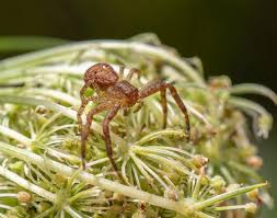 Attēlu rezultāti vaicājumam “Xysticus bifasciatus female”