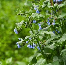 Image result for Symphytum officinale