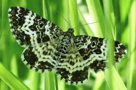 Attēlu rezultāti vaicājumam “Epirrhoe tristata imago”