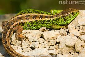 Attēlu rezultāti vaicājumam “Lacerta agilis”