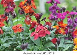 Attēlu rezultāti vaicājumam “Erysimum hieracifolium leaf”