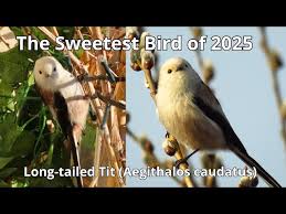 Attēlu rezultāti vaicājumam “Aegithalos caudatus”