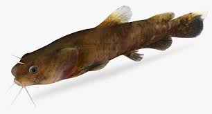 Image result for Pylodictis olivaris