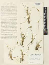 Attēlu rezultāti vaicājumam “Carex scandinavica”