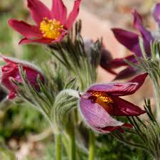 Attēlu rezultāti vaicājumam “Pulsatilla vulgaris flower”