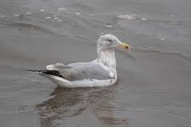 Attēlu rezultāti vaicājumam “Larus argentatus adult”