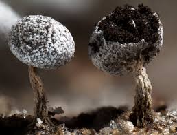 Attēlu rezultāti vaicājumam “Physarum bitectum”