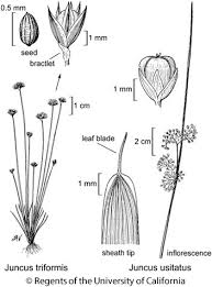 Attēlu rezultāti vaicājumam “Juncus capitatus fruit”