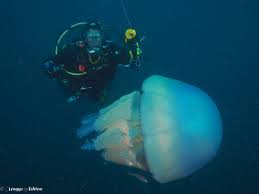 Image result for Hackney Sub Aqua Club (HSAC)