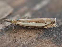 Attēlu rezultāti vaicājumam “Crambus”