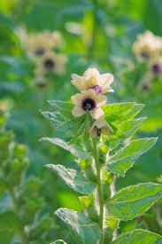 Attēlu rezultāti vaicājumam “Hyoscyamus niger flower”