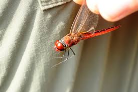 Attēlu rezultāti vaicājumam “Lycogala convexum macro”