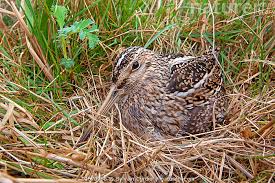 Attēlu rezultāti vaicājumam “Gallinago gallinago nest”