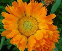 Image result for Calendula officinalis