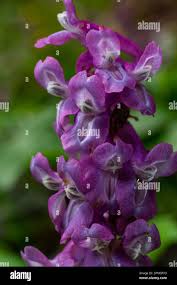 Attēlu rezultāti vaicājumam “Corydalis solida flower”